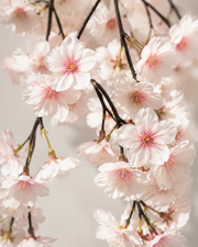 Artificial Cherry Blossom Tree Loxevi